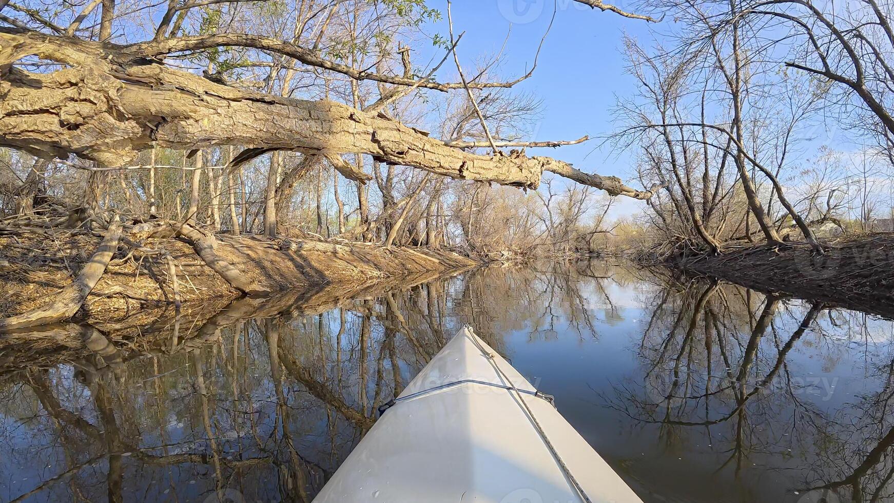 spring kayaking or canoeing on calm river with driftwood and fallen trees in Colorado - POV paddler perspective photo