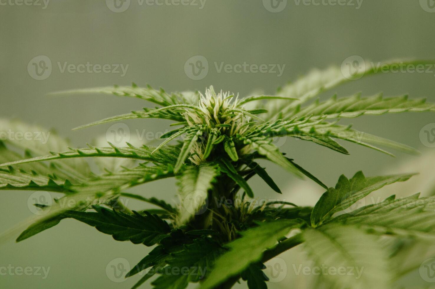 Close-up of female cannabis leaves and bud on early flowering stage. Horizontal background. Concept of growing medical cannabis, weed, hemp, pot, marijuana photo