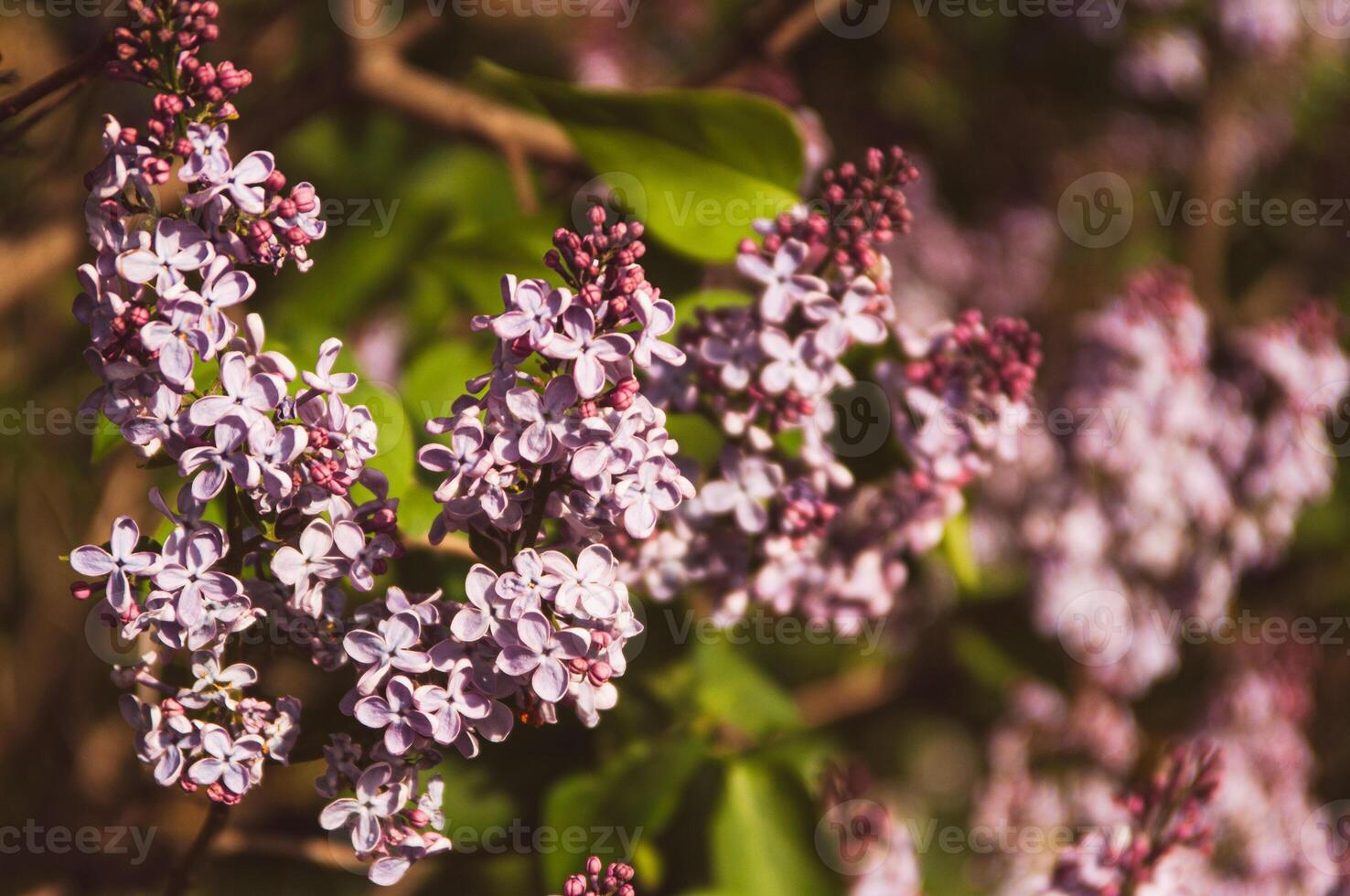 Beautiful purple lilac flowers in the garden on sunny day. Floral horizontal background. Seasonal spring flowers photo