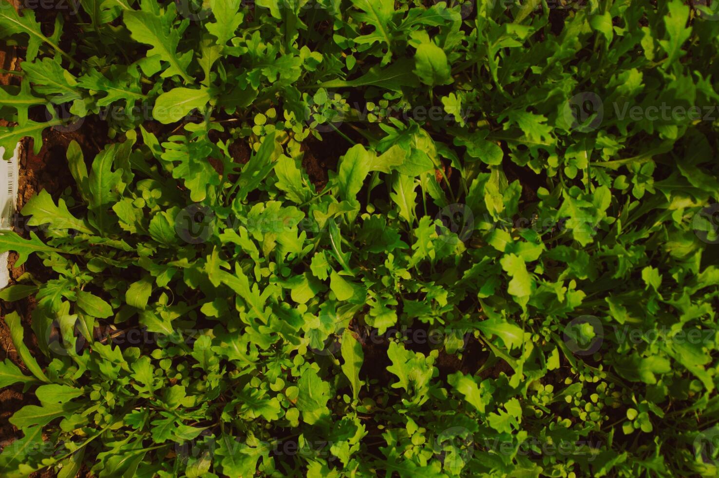 Fresh green arugula growing in the ground. Top view. Horizontal background photo