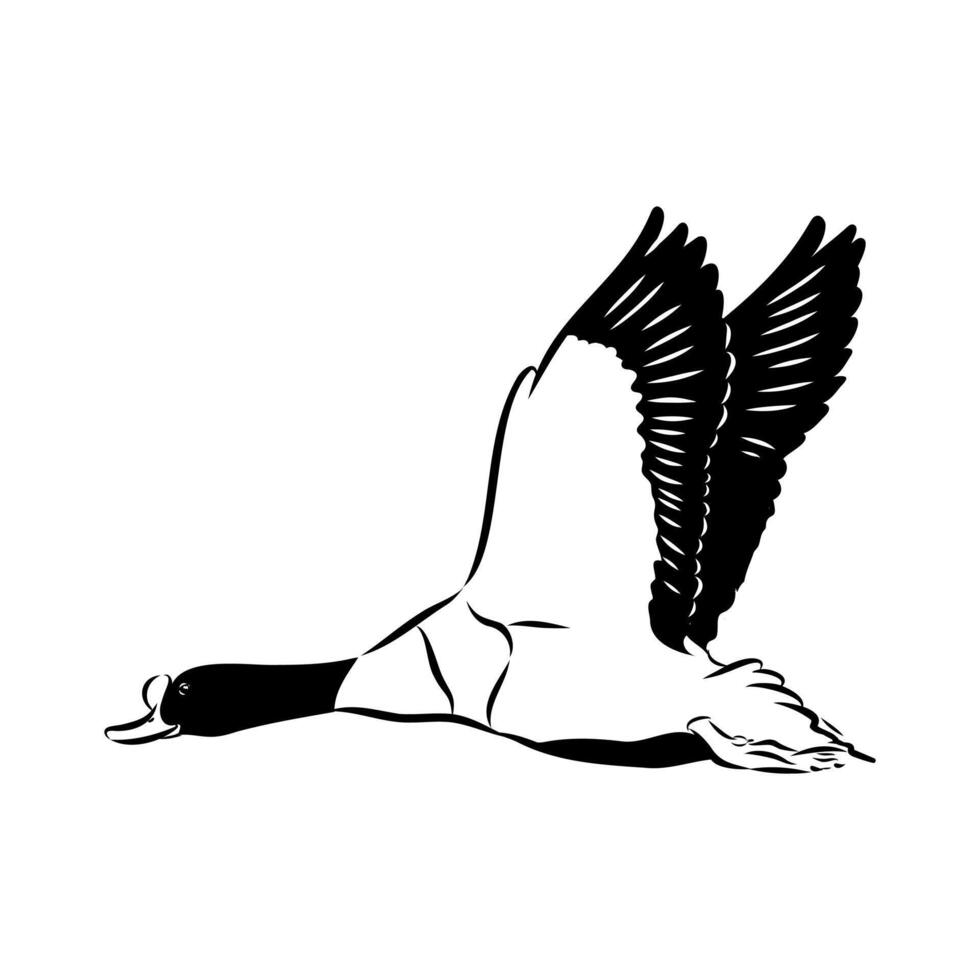large migratory bird shelduck vector