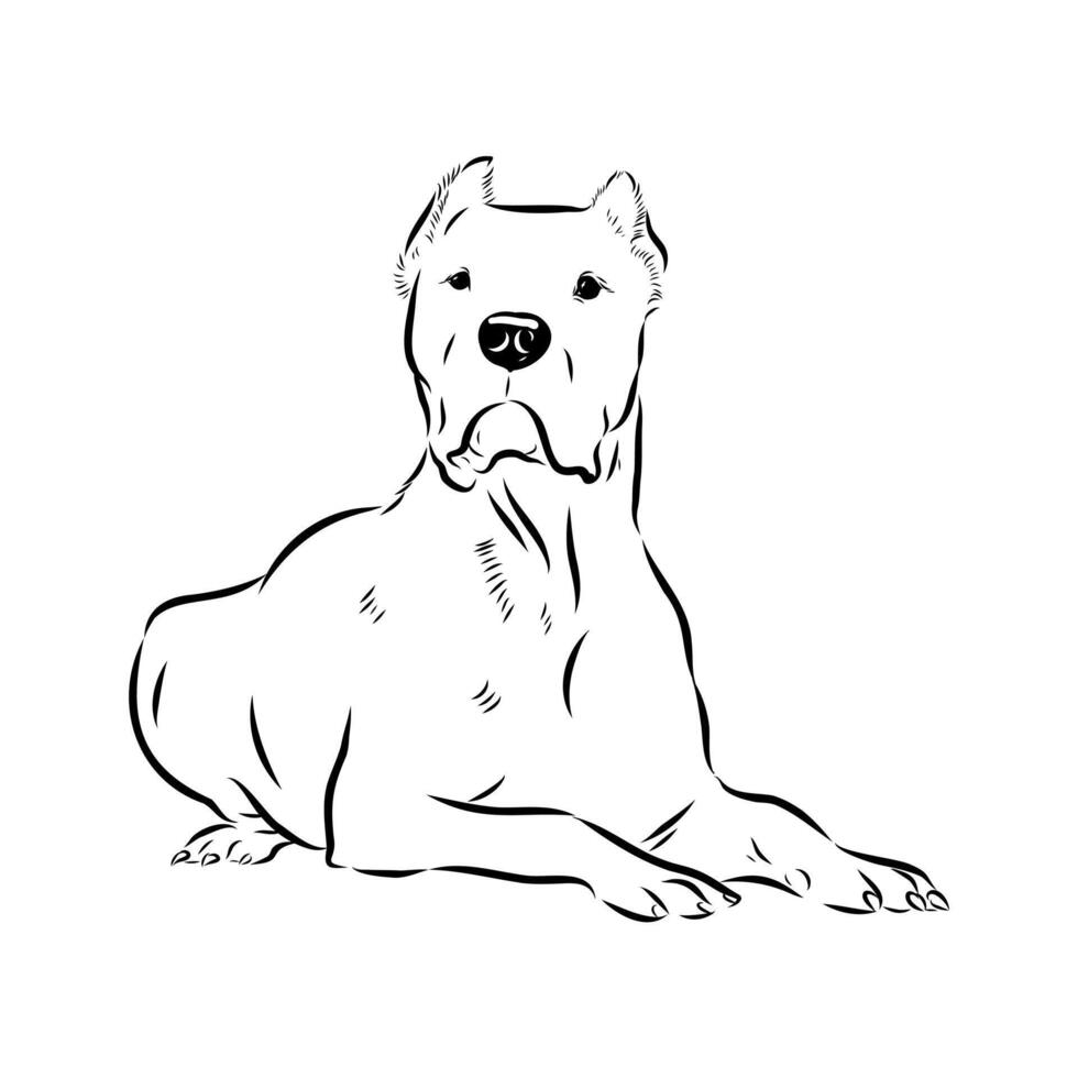 The dog breed is an Argentine Great Dane. vector