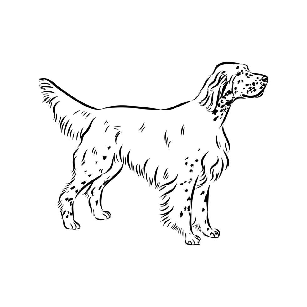 friendly dog English setter vector