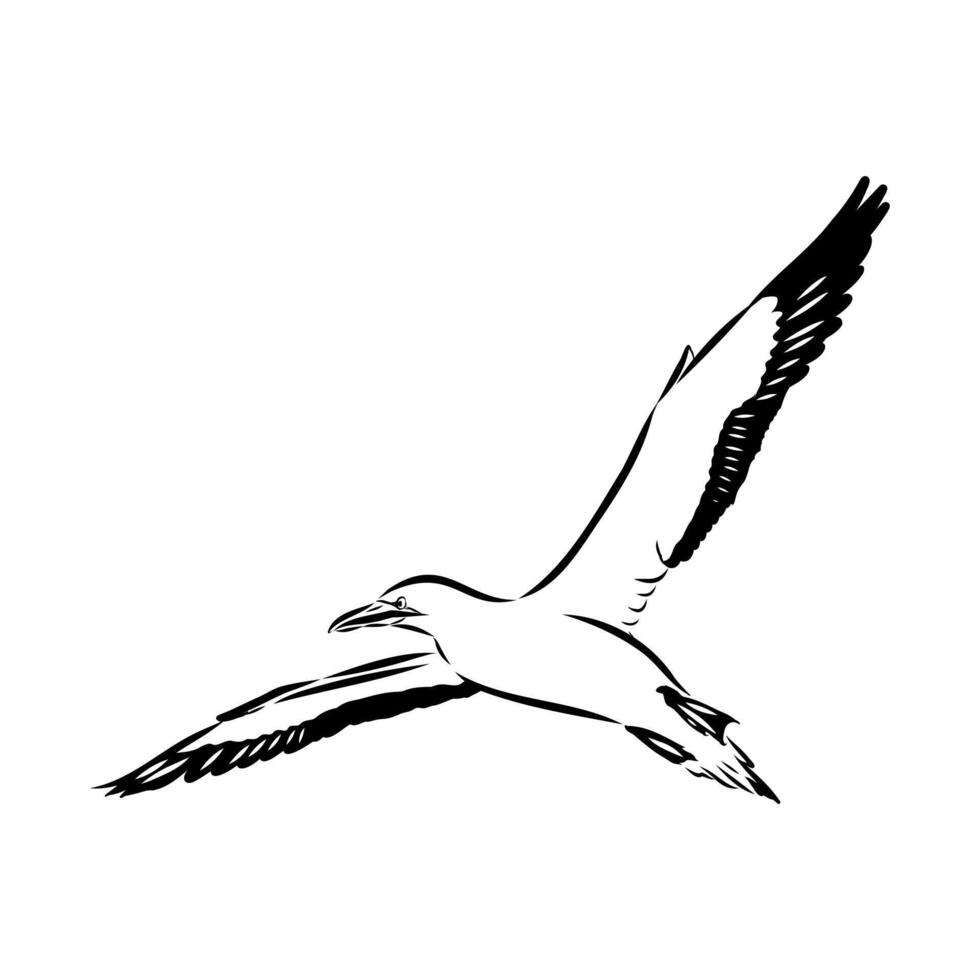 bird booby sketch vector