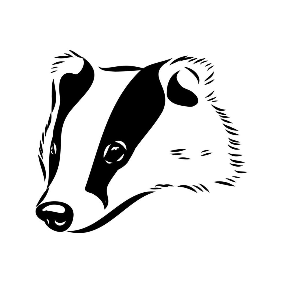 The omnivorous animal is a badger black and white sketch vector
