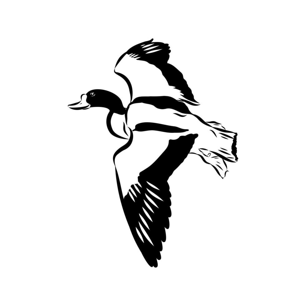 Beautiful shelduck duck of paradise drawing vector