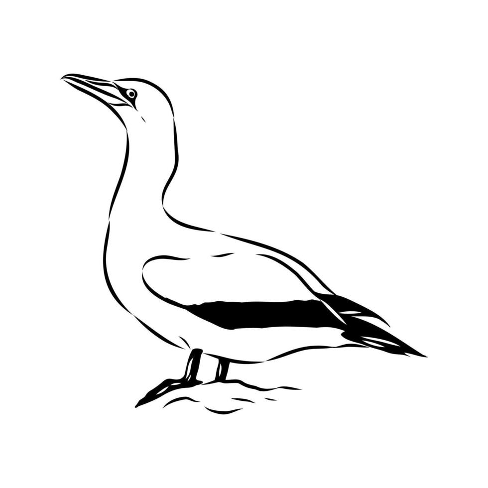bird booby handmade drawing vector
