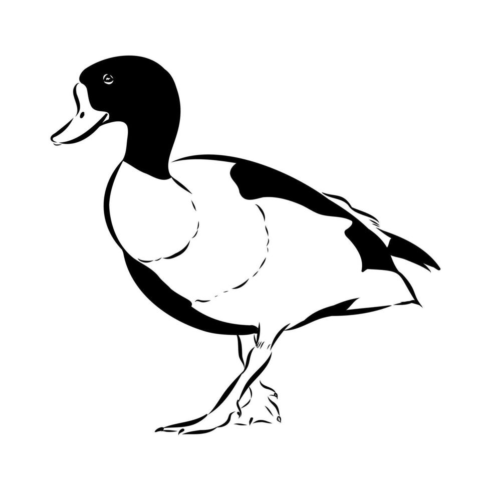 Large waterfowl shelduck drawing vector