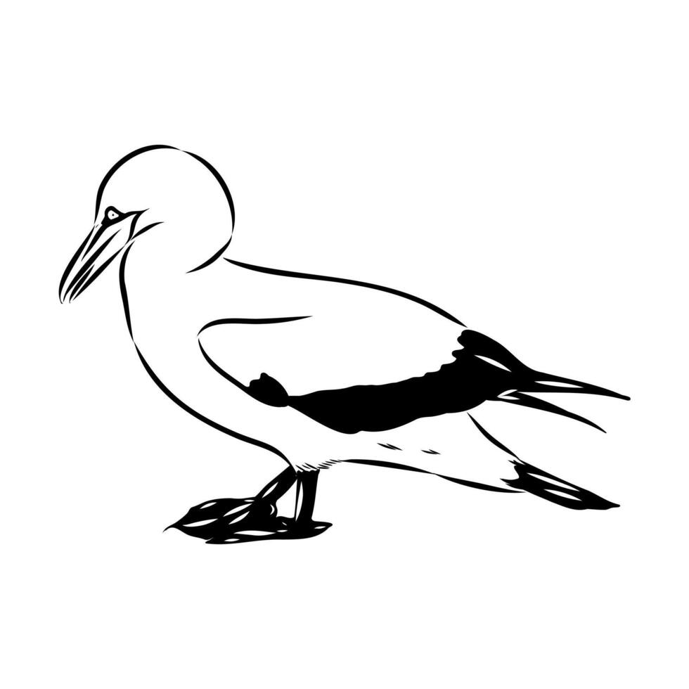 seabird booby sketch vector