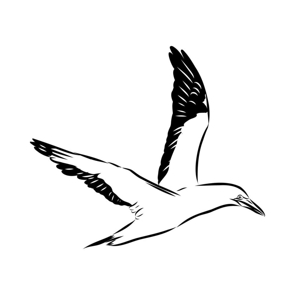 bird booby hand sketch vector