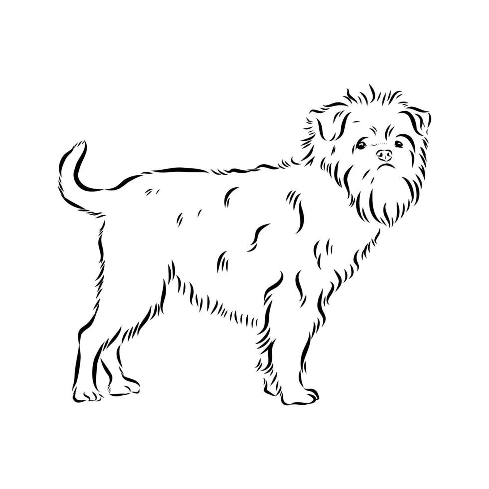 affenpinscher breed dog black and white drawing vector