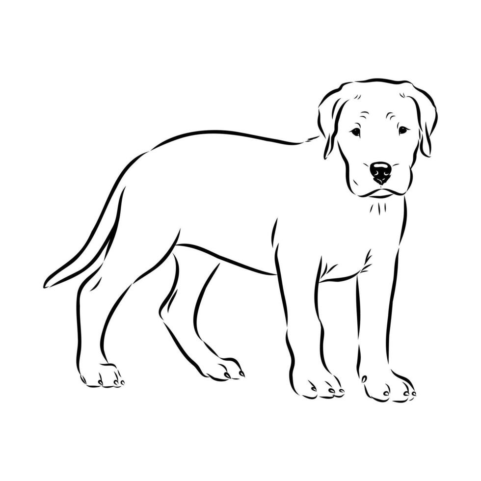 strong dog Great Dane of Argentina black and white drawing vector