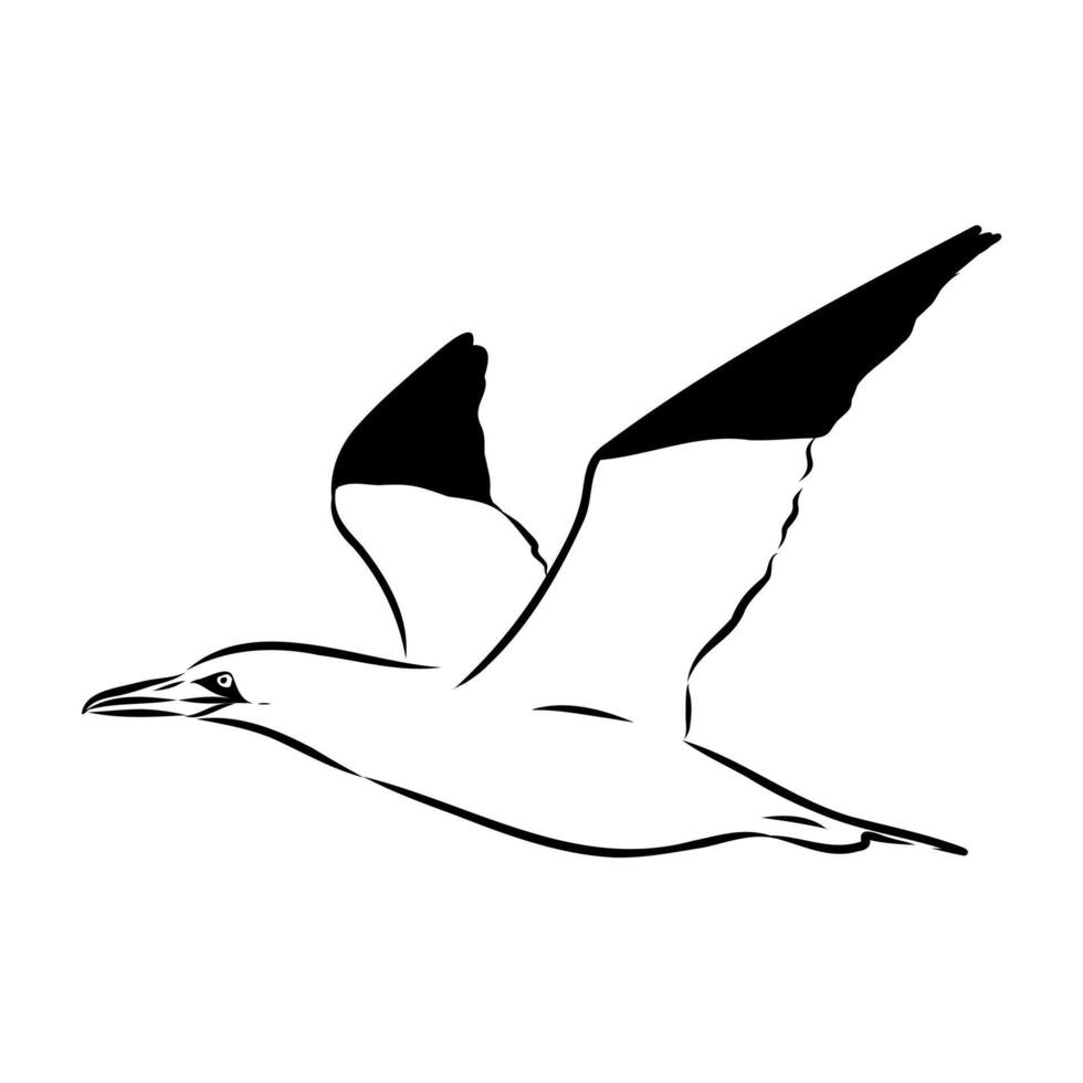 seabird booby drawing vector