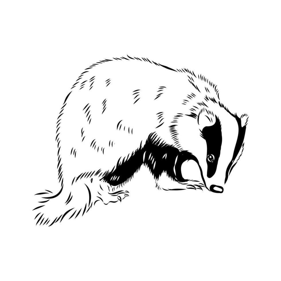 The animal is a badger black and white sketch vector