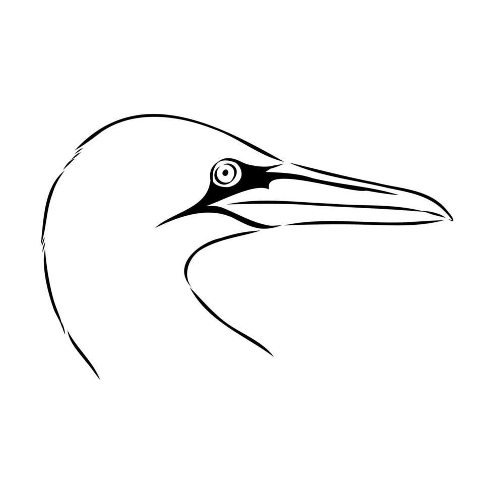 sea bird booby handmade drawing vector