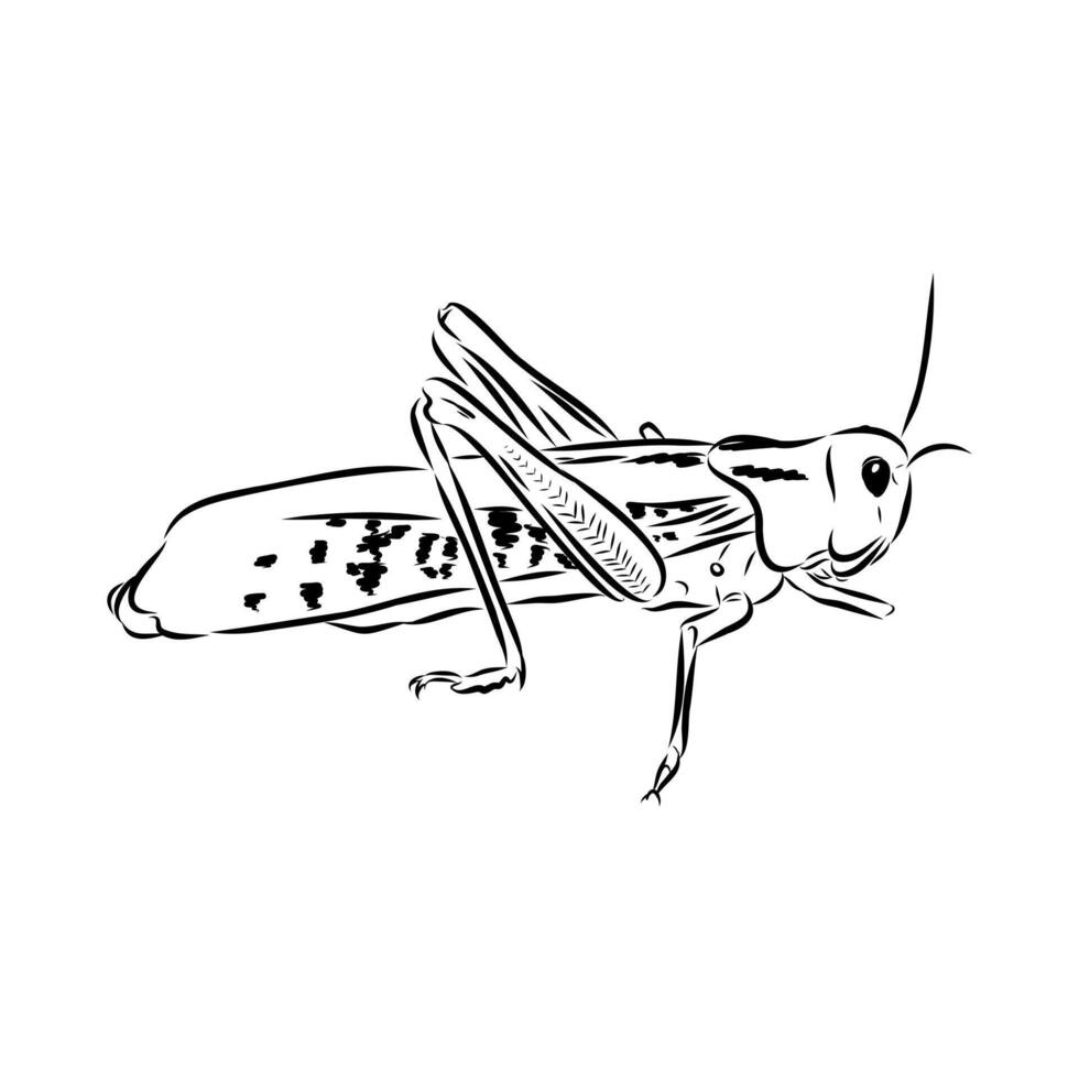 dangerous pest locust hand sketch vector