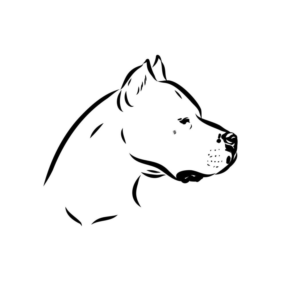 Hunting dog Great Dane of Argentina drawing vector