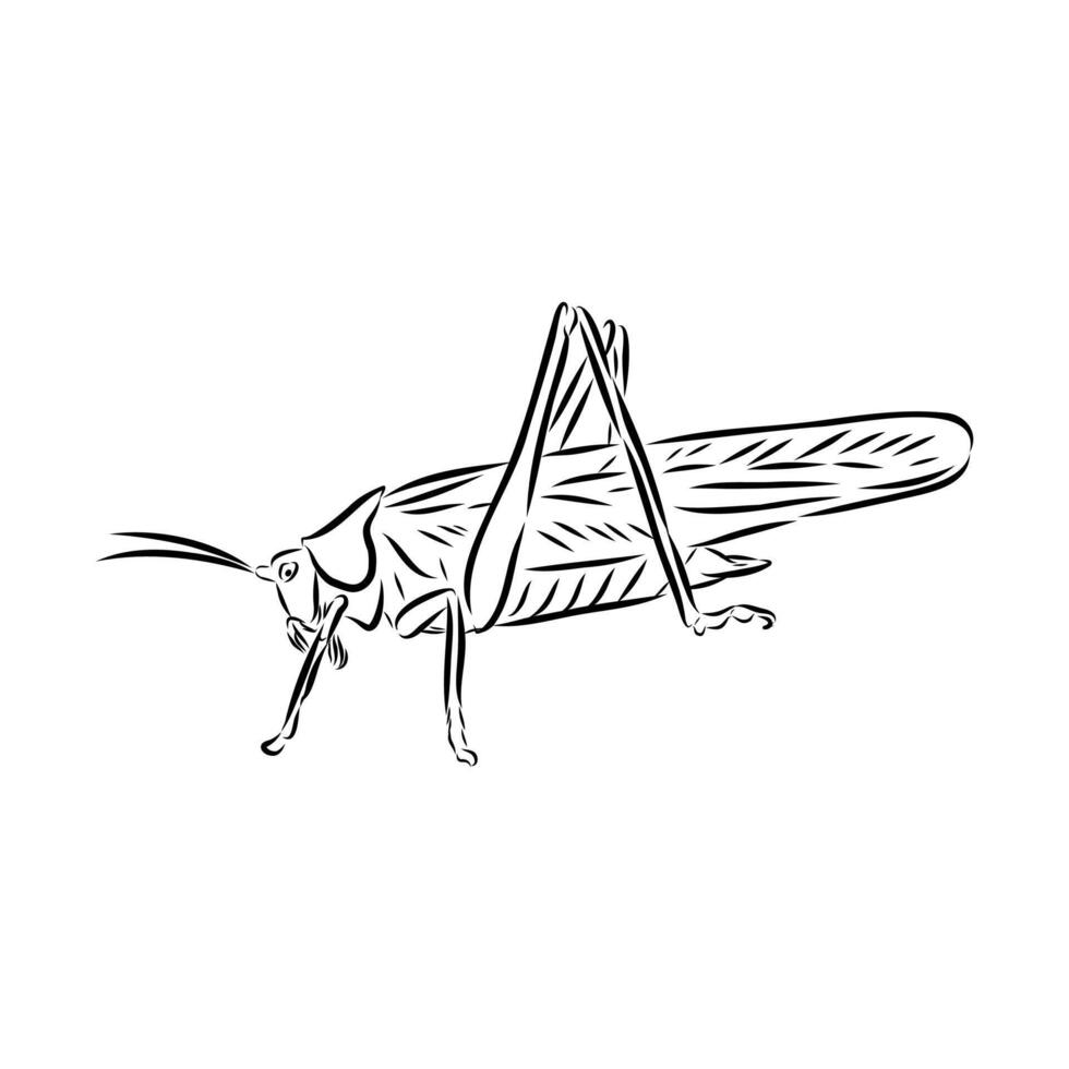 dangerous pest locust hand drawing vector