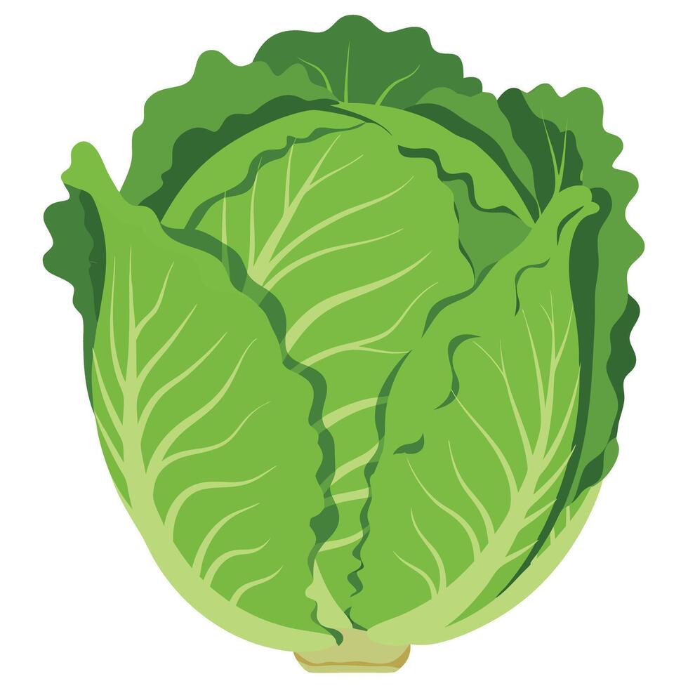 Fresh and Vibrant Cabbage Head with Bright Green Leaves Perfect for Healthy Cooking vector