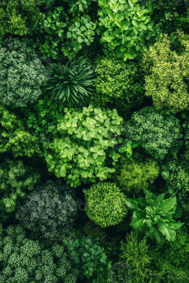 Vibrant layers of tropical foliage create a rich tapestry of greens, highlighting the diversity and beauty of a flourishing jungle ecosystem photo