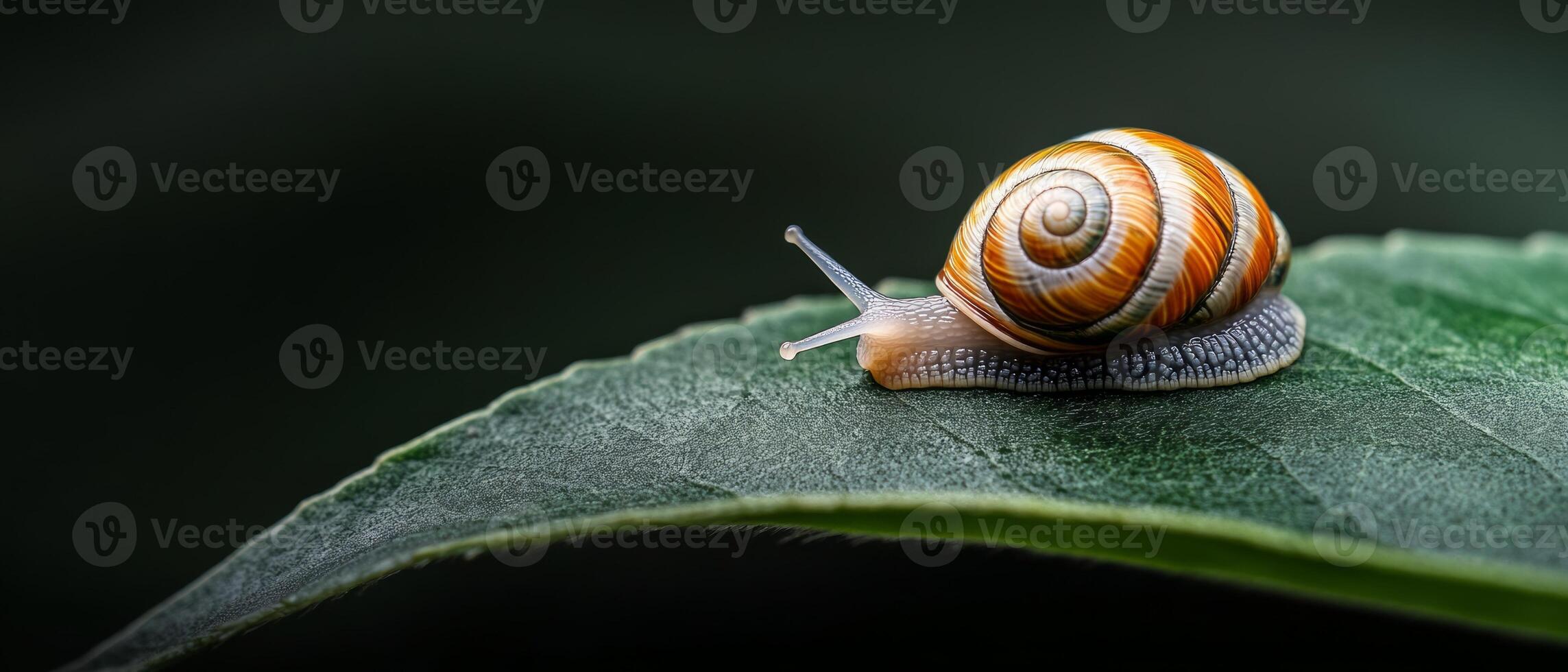 A vibrant snail explores a lush green leaf in a tropical jungle, showcasing its colorful shell against the serene backdrop of nature photo