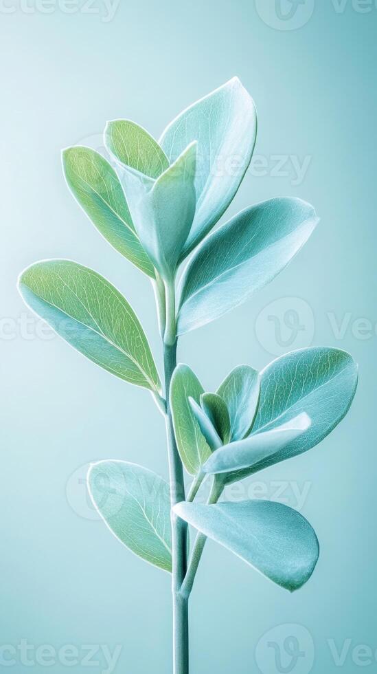 Green leaves plant with light background. Botanical detail with oval leaves and single branch. Nature element for design with pastel colors. photo