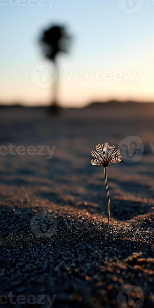 Delicate flower emerging from sandy ground at sunset photo