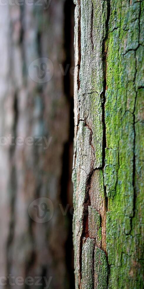 Close-up view of textured tree bark showing vibrant colors photo