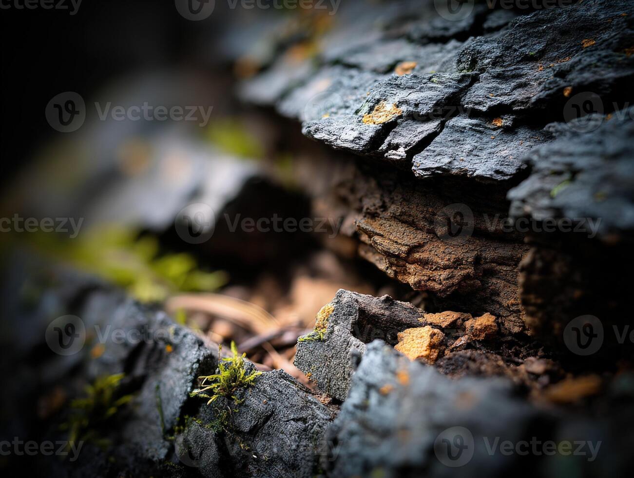 Details of a moss-covered log in an outdoor forest setting photo