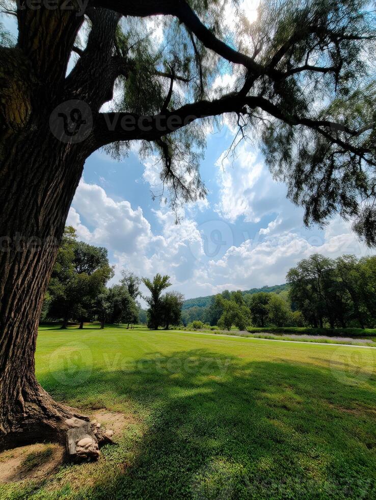 Serene landscape view of a lush green park with a large tree under bright clouds photo