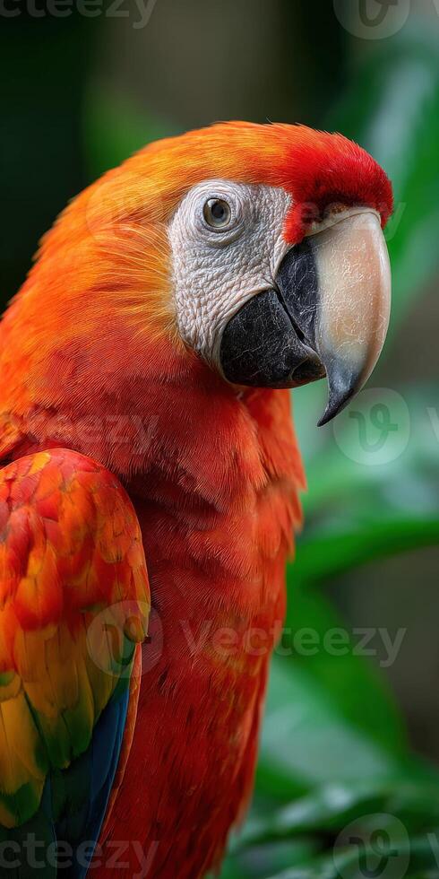 Brightly colored macaw perched among lush green foliage in a tropical setting photo