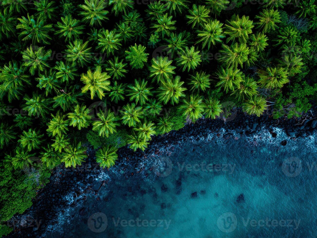 Lush palm trees lining a rocky coastline with clear turquoise waters photo