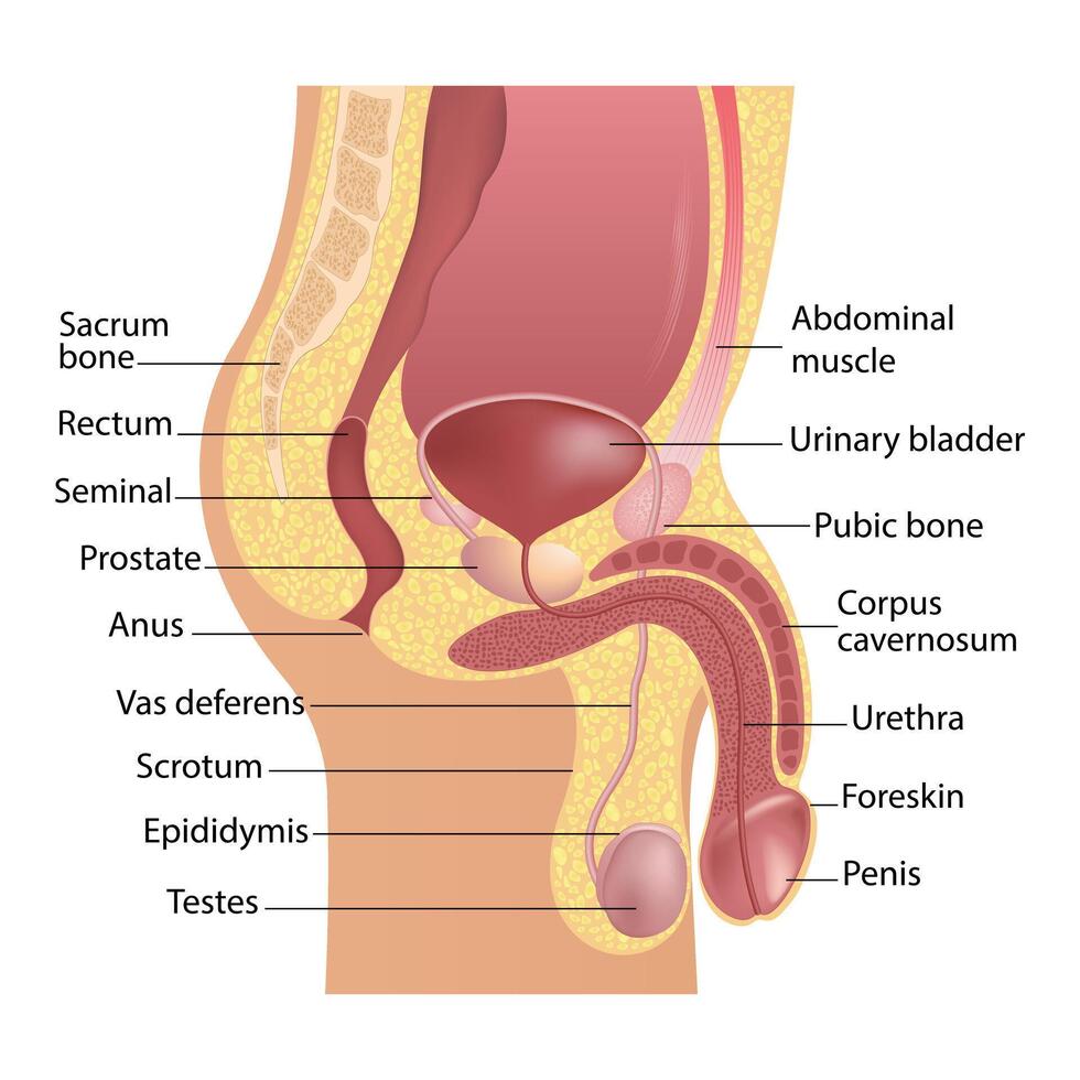 Educational diagram of male anatomy with vas deferens, penis, urethra, corpus cavernosum, testicle, and epididymis. vector