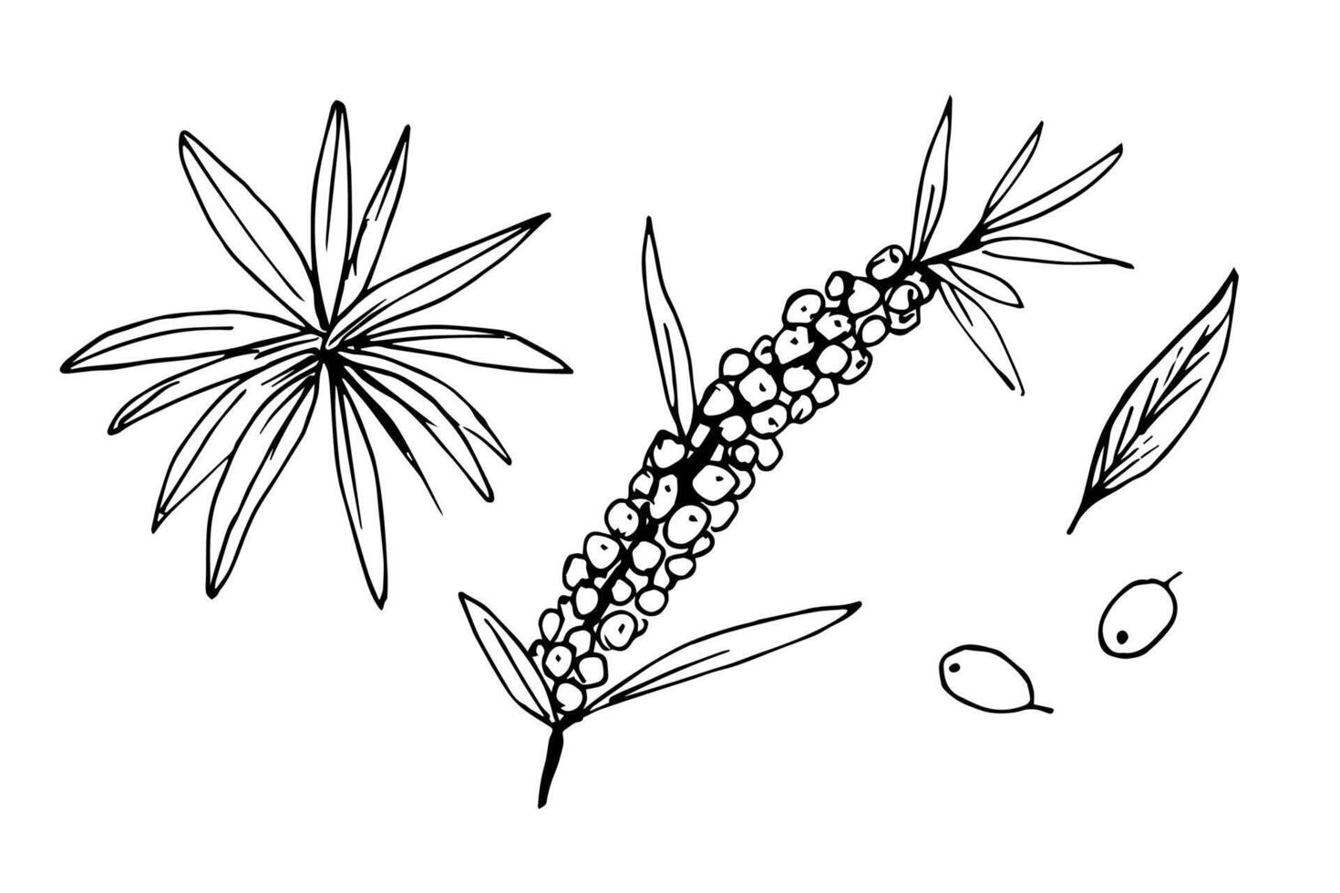 Hand-drawn simple ink drawing. Set of sea buckthorn berries branch, leaves. Black outline on a white background. Medicinal, useful plant, label, packaging. vector