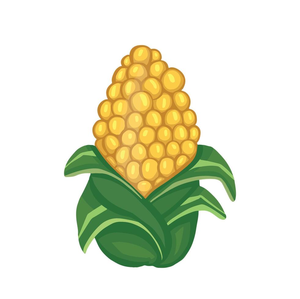 Image of corn cob color handmade vector