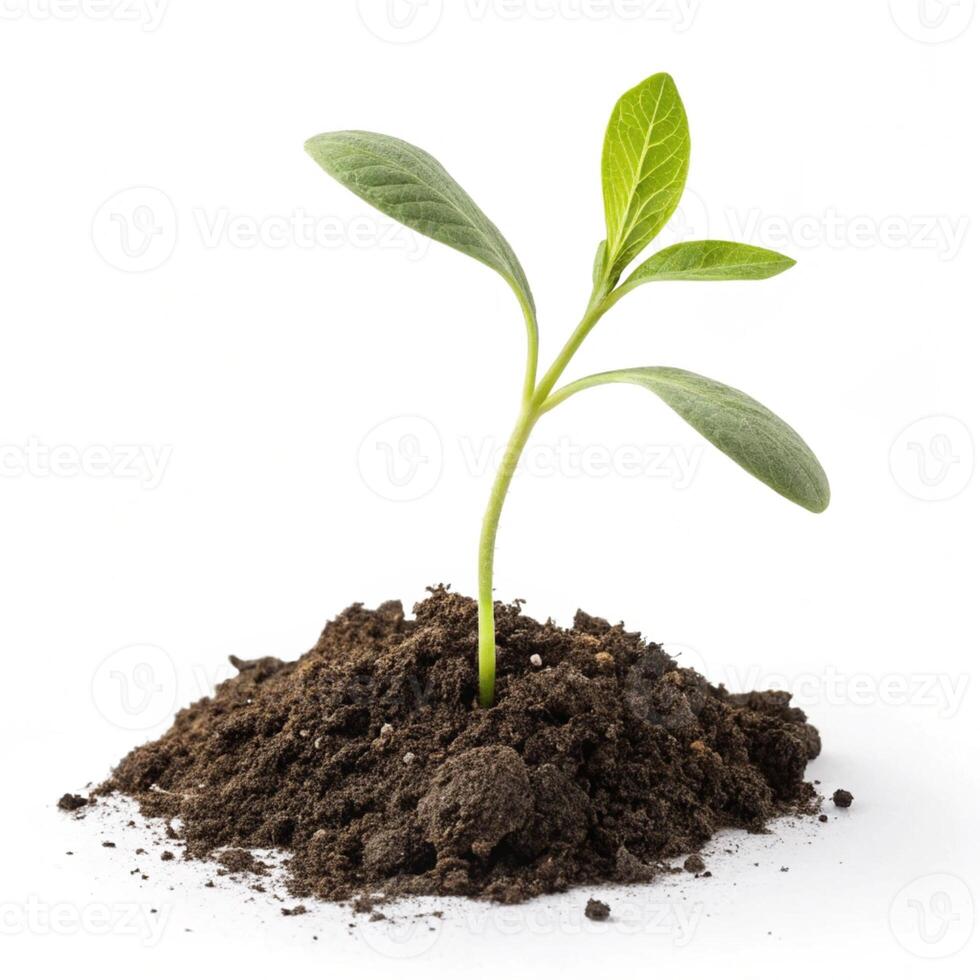 green trees isolated on white background. Different kinds of tree collection photo