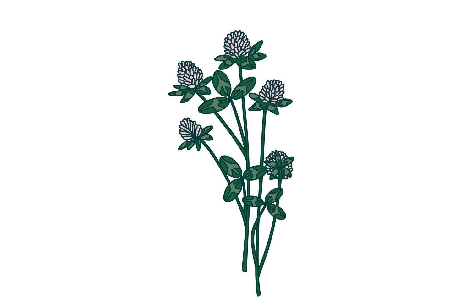Botanical floral bouquet isolated on white background. Hand drawn clover plant with pink Flowers Stems green Leaves illustration. Graphic design element for Birthday Wedding Greeting Card Flyer vector