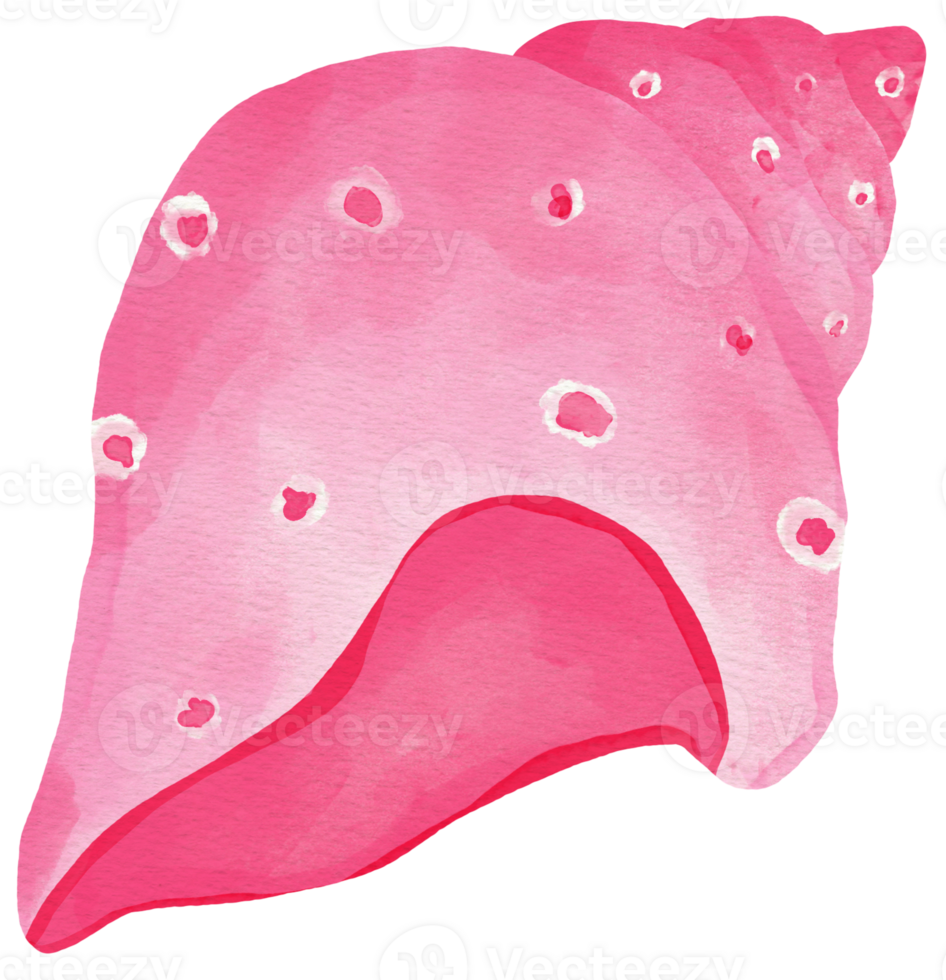 pinky dot seashell summer png