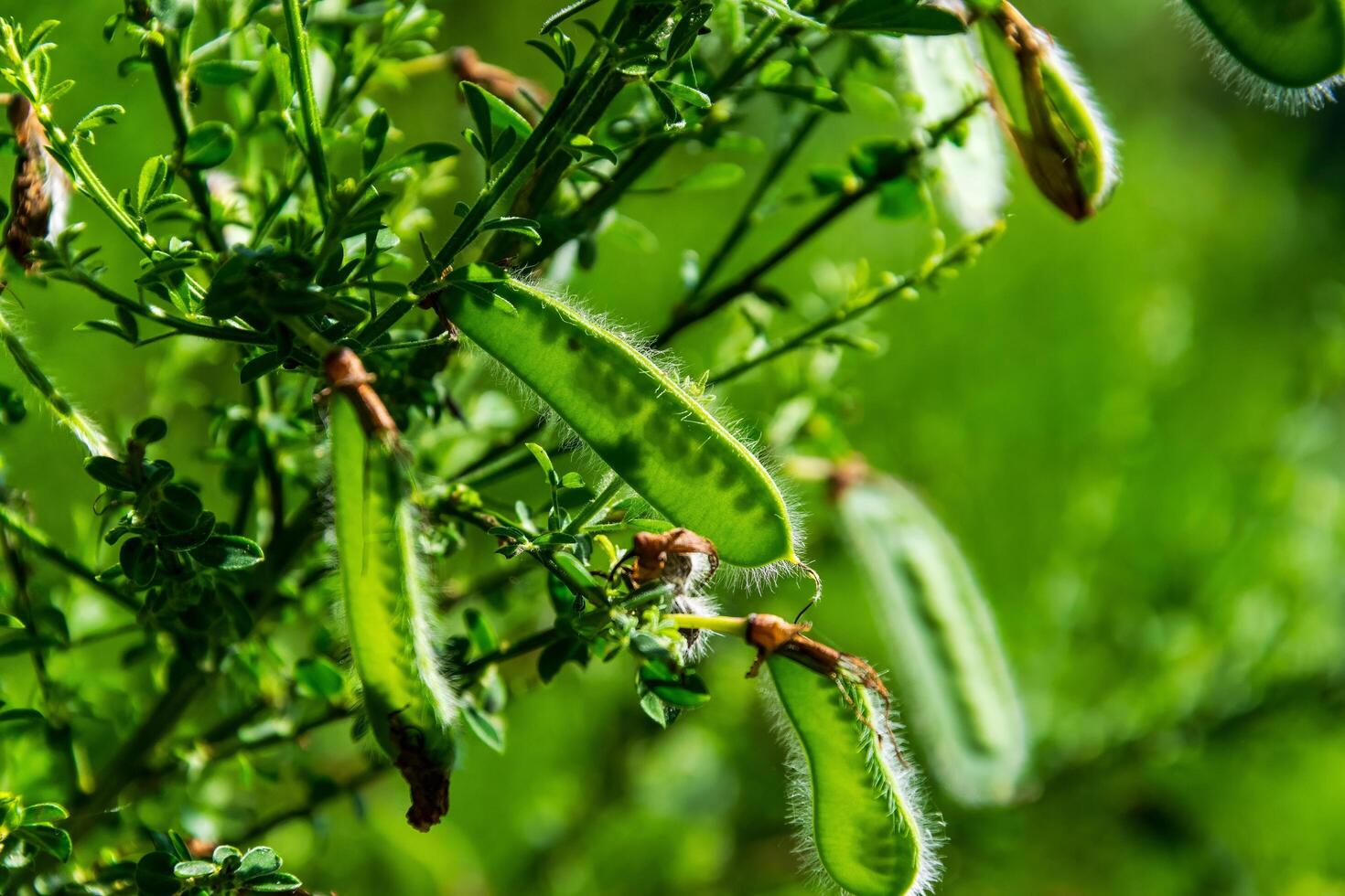 Close-up of hairy green seed pods on a leafy bush with blurred natural background photo