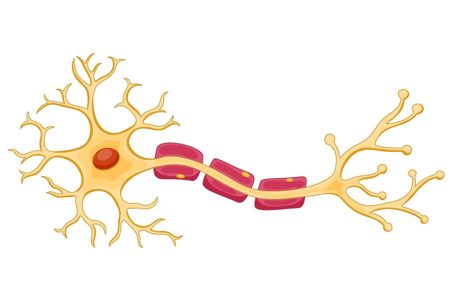 Structure of Neuron anatomy illustration vector