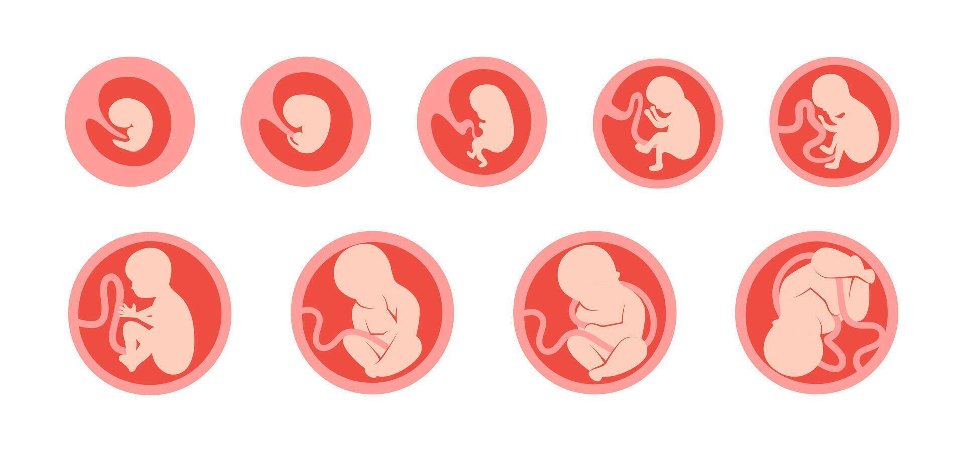 Baby and Human Embryo Icons Set. 9 in 1 Collection of Pregnancy vector