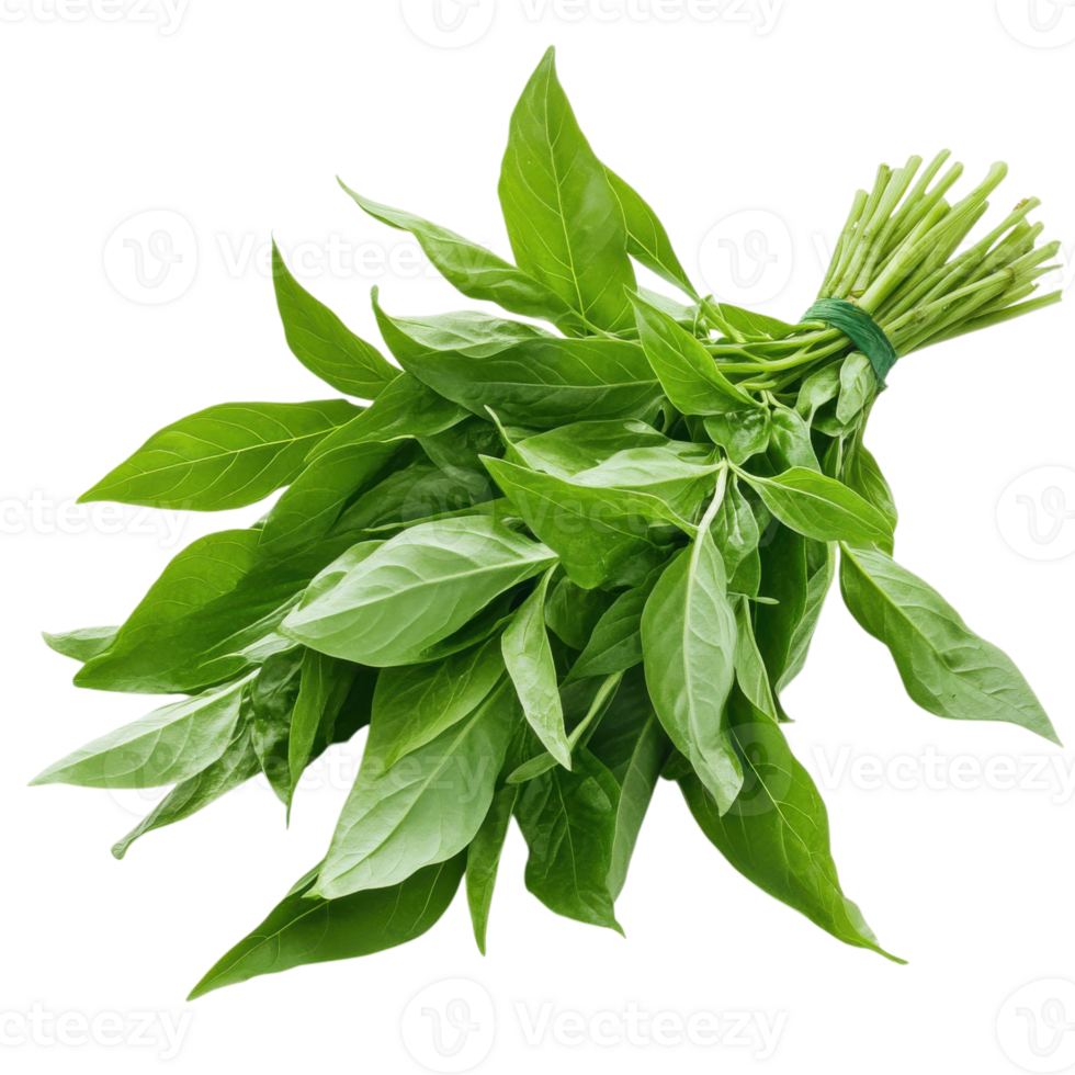 Fresh basil bundle tied on transparent Background png