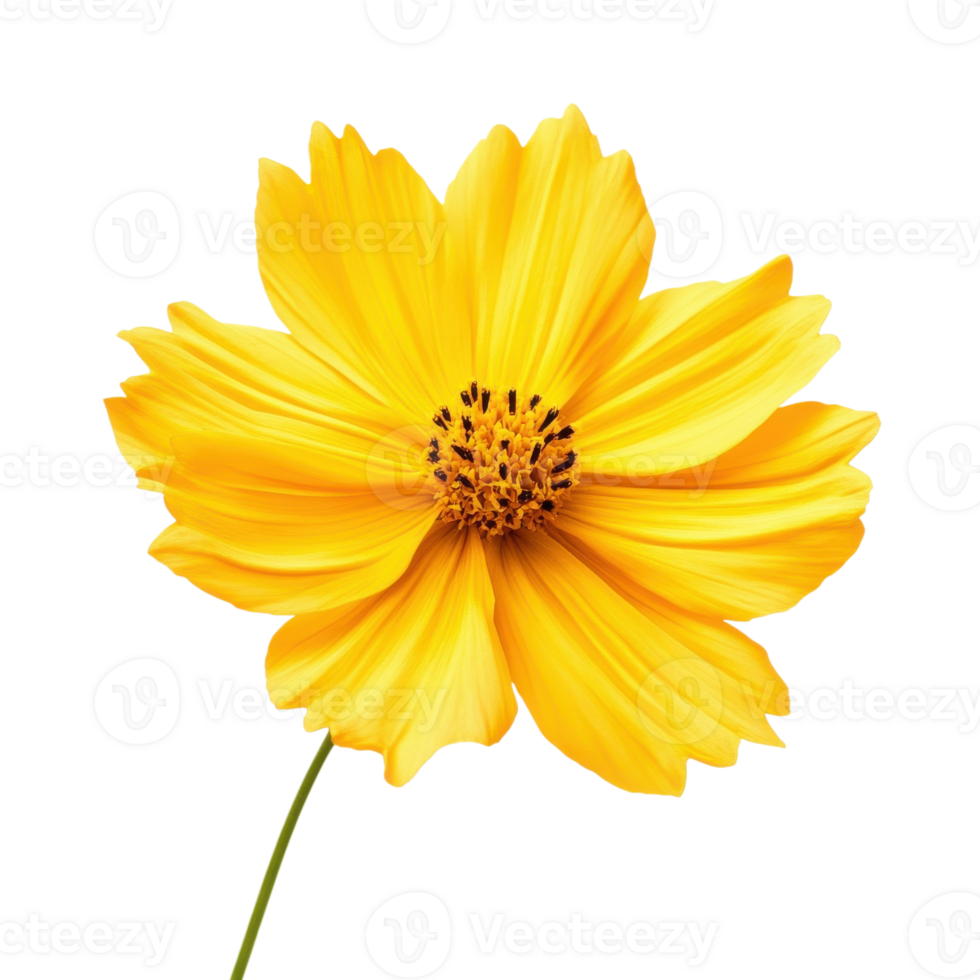 A yellow cosmos flower on transparent background png