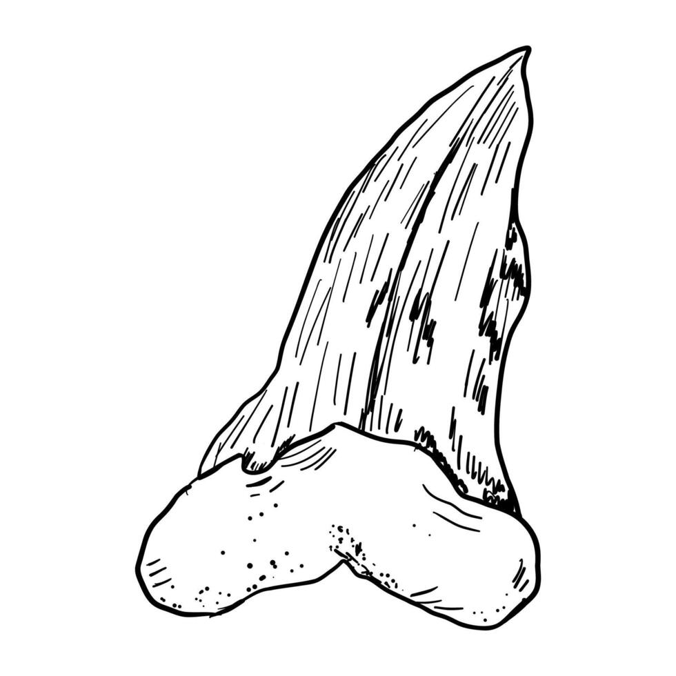 Shark tooth sketch tattoo, megalodon line doodle sharp silhouette. Jaw teeth fossil, textured retro symbol. vector
