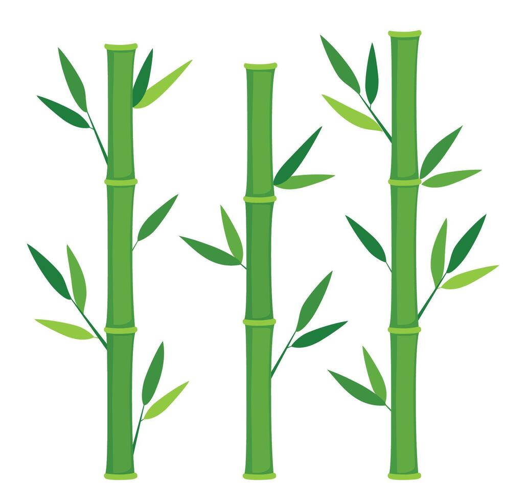 Green bamboo stems. Jungle forest silhouettes, bamboo branches with leaves, decorative bamboo shoots. Bamboo trees on white vector