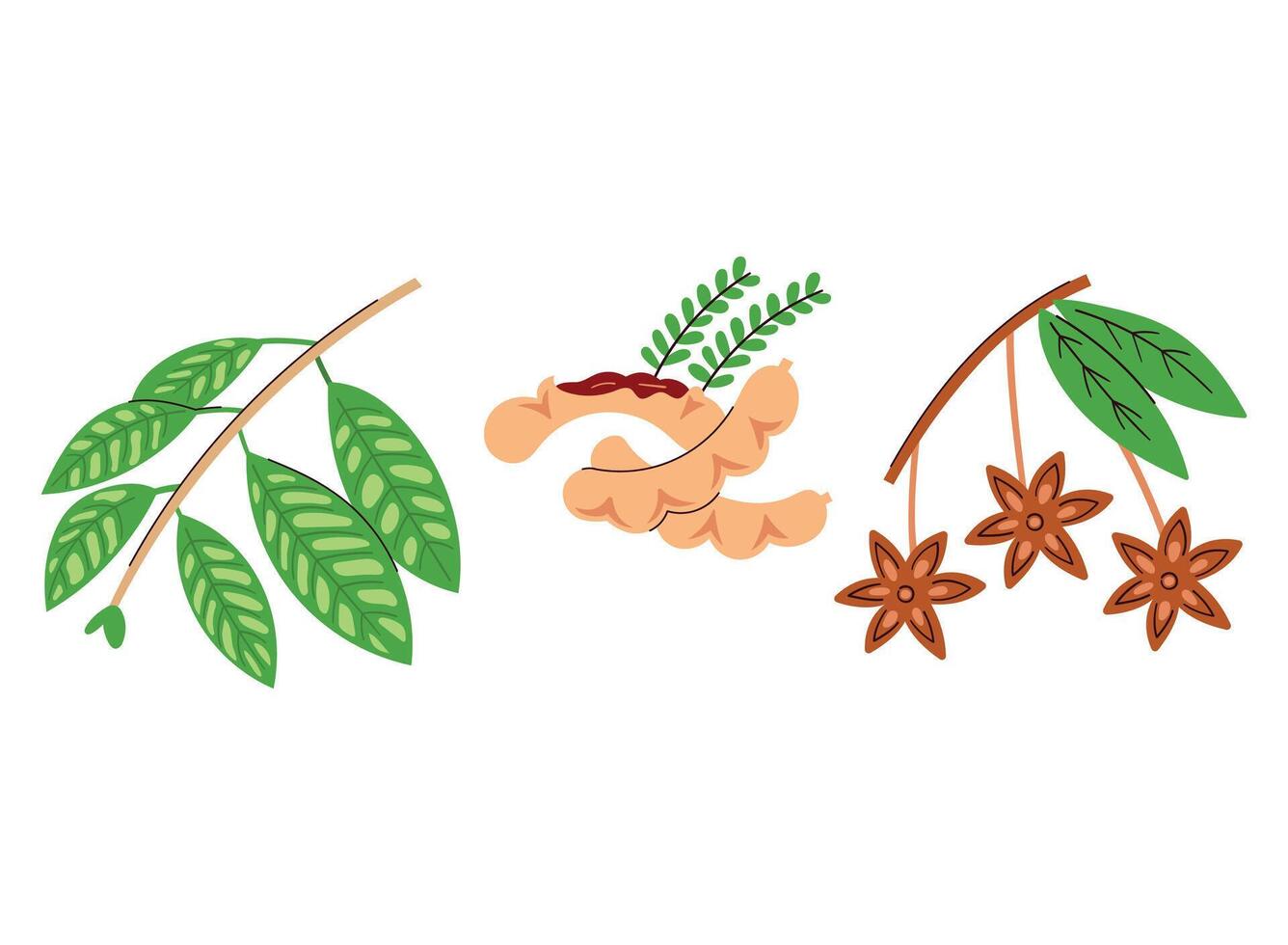Bay leaves, tamarind, star anise, spice illustration vector