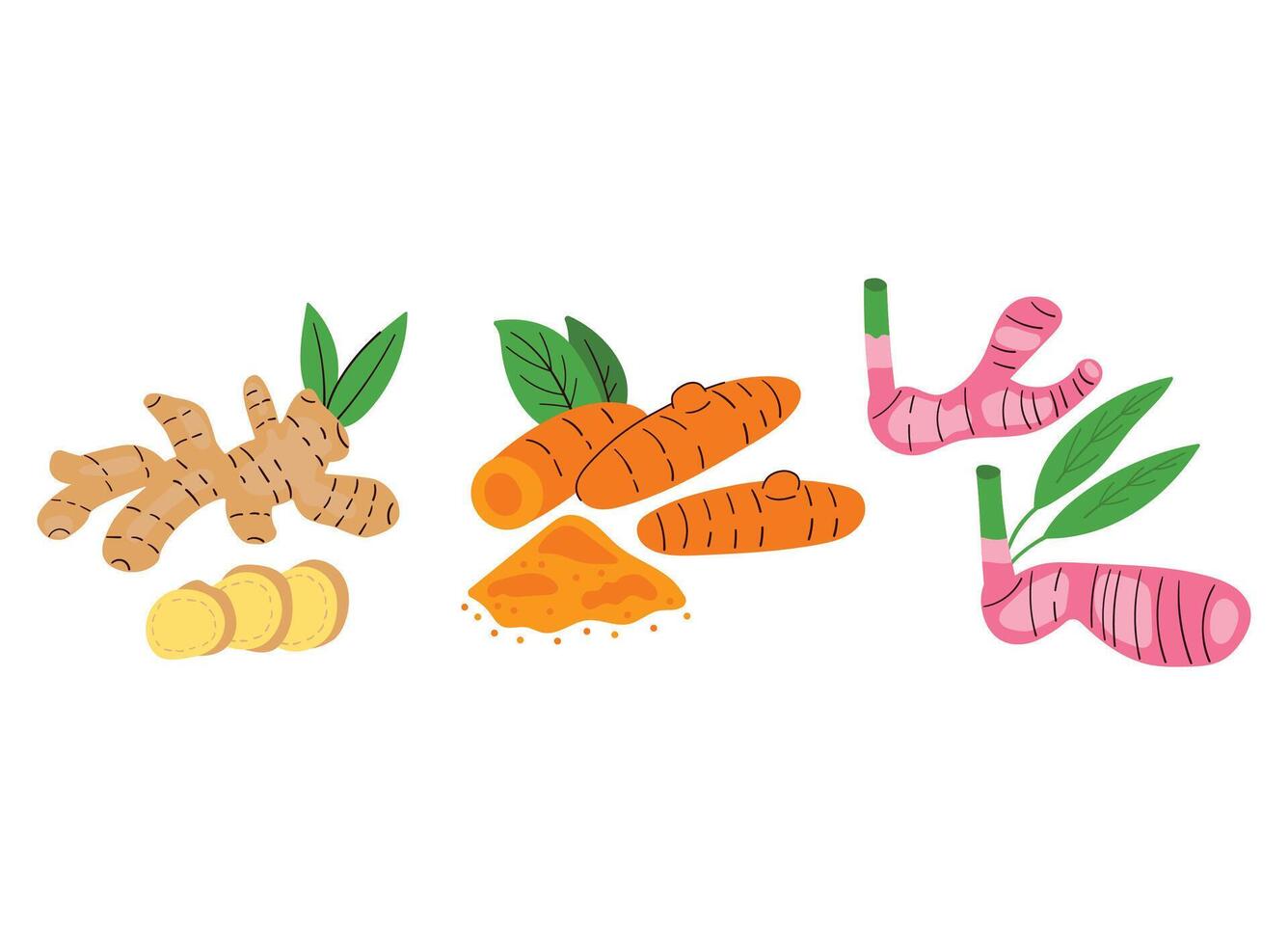 ginger, turmeric, galangal, spices illustration vector