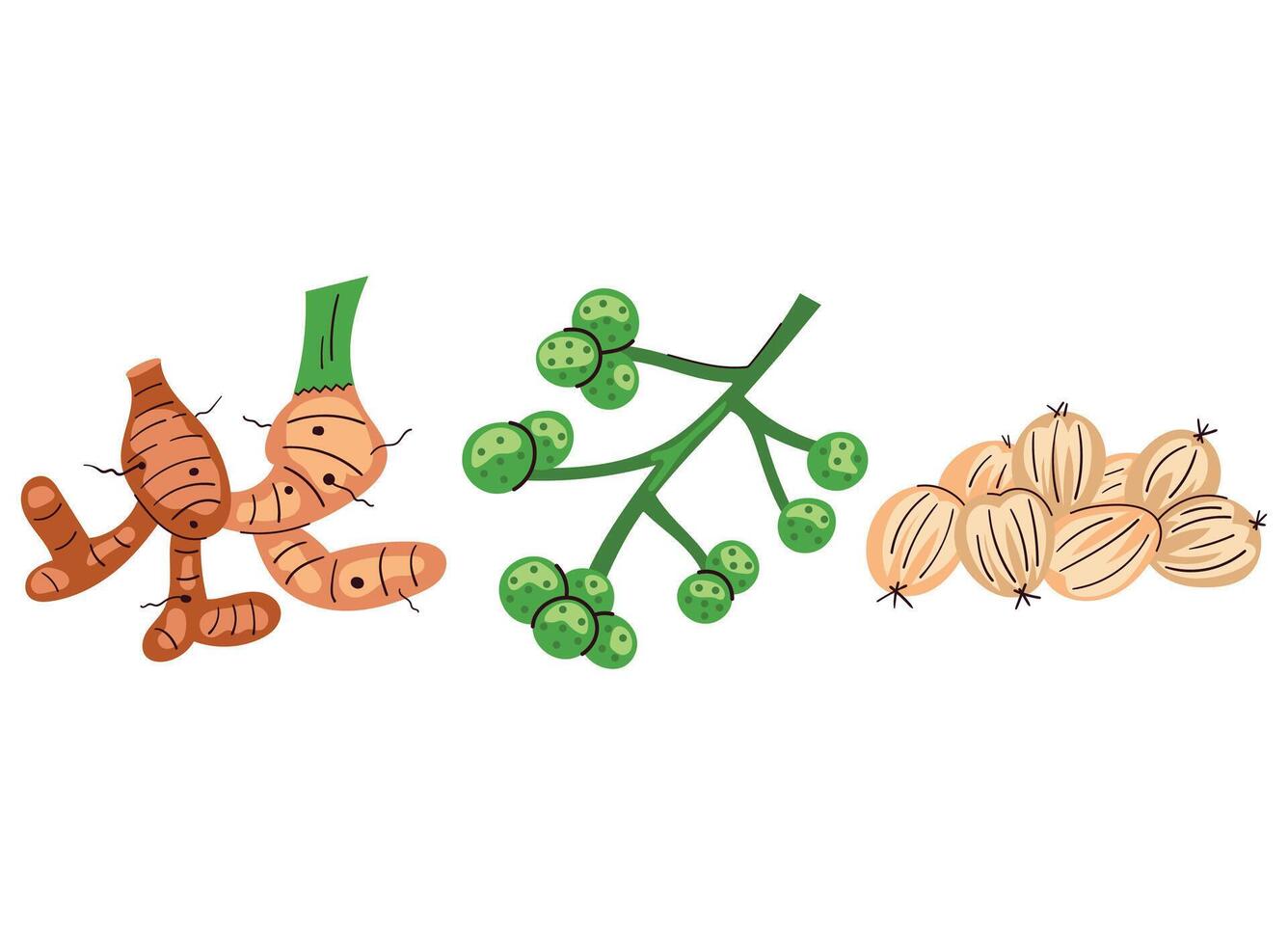 cardamom, sichuan pepper, ginger root, spice illustration vector