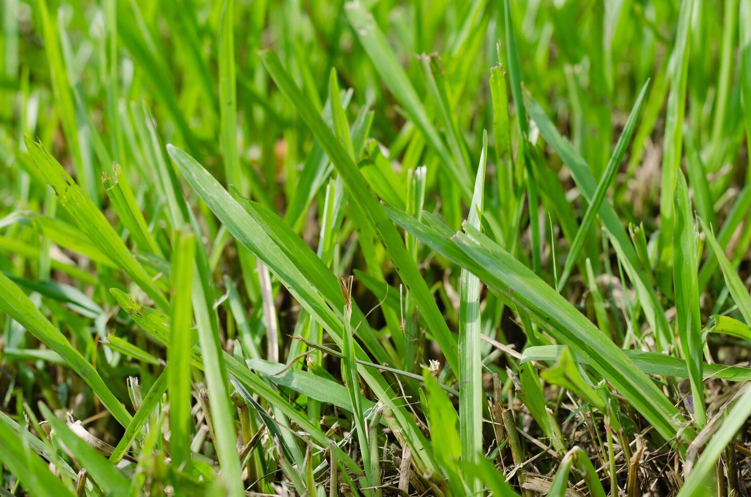 Green Grass in Soft Focus Close Up for Natural Background photo