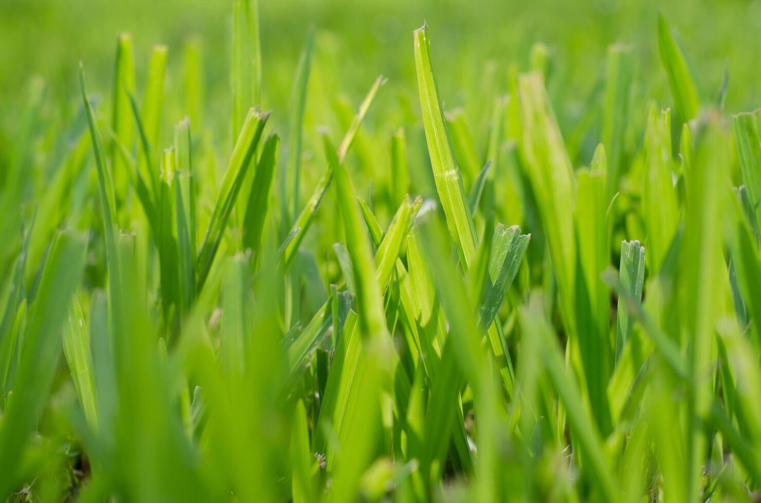 Green Grass Leaves in Soft Blurry Focus for Natural Concept Background photo